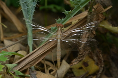 Diplacodes bipunctata
