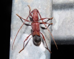 Porithodes pustulata