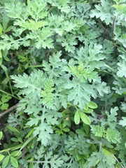 Artemisia princeps