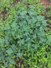 Artemisia princeps