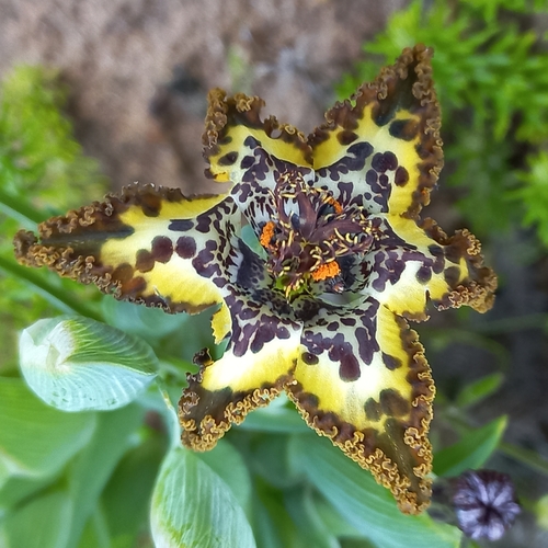 Representative image of Ferraria crispa