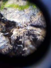 Hydnocristella himantia