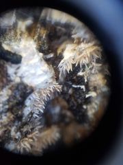 Hydnocristella himantia