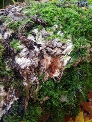 Hydnocristella himantia