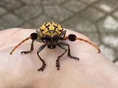 Aristobia approximator
