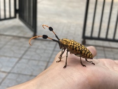 Aristobia approximator