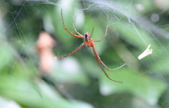 Cyrtophora guangxiensis