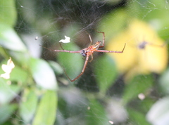Cyrtophora guangxiensis