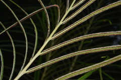 Parablechnum chauliodontum image