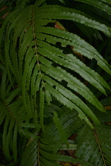 Parablechnum chauliodontum image