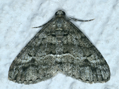 Lipogya eutheta
