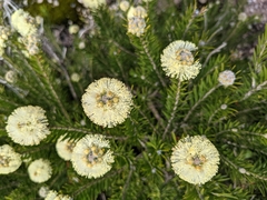 Melaleuca capitata