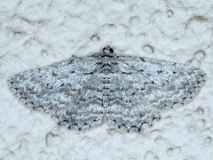 Psilosticha absorpta