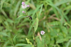 Clinteria klugi
