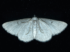 Psilosticha absorpta