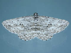 Psilosticha absorpta