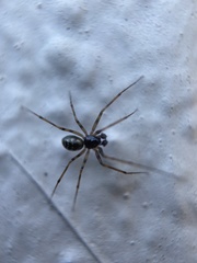 Lepthyphantes leprosus