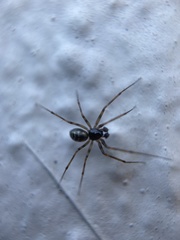 Lepthyphantes leprosus