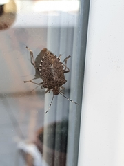Halyomorpha halys