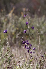 Delphinium hesperium