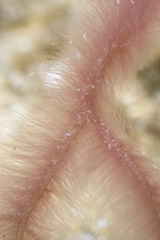 Dasya extensa
