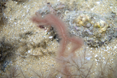 Dasya extensa