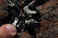 Xanthoparmelia hottentotta