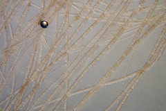 Dasya extensa