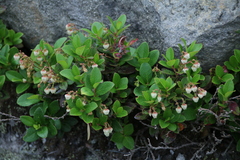 Gaultheria pyroloides