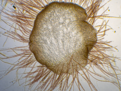 Dasya extensa