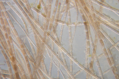 Dasya extensa