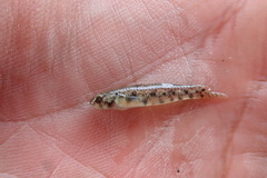 Pseudogobius masago