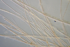 Dasya extensa