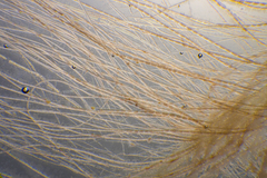 Dasya extensa
