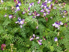 Astragalus leptocarpus