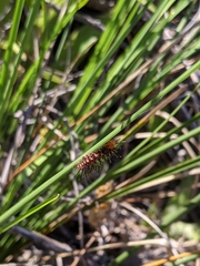 Acraea andromacha