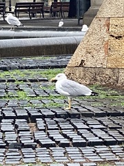 Larus michahellis