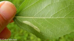 Phyllonorycter blancardella group