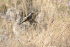 Emberiza caesia