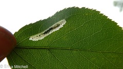 Phyllonorycter blancardella group