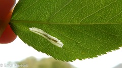 Phyllonorycter blancardella group