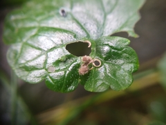 Rondaniola bursaria