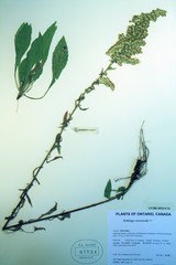 Solidago nemoralis decemflora