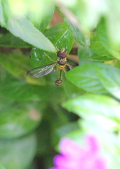 Allobaccha amphithoe