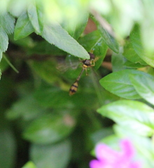 Allobaccha amphithoe