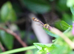 Allobaccha amphithoe