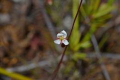 Drosera neocaledonica