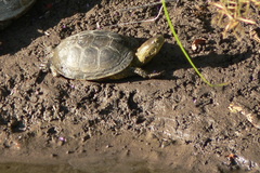 Emys orbicularis hellenica