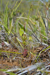 Drosera neocaledonica
