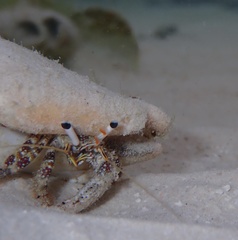 Dardanus scutellatus